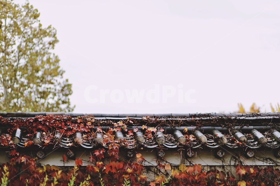 담장,덩쿨,단풍,기와,rooftile,wall,vine,가을,계절,fall,autumn,season,한국전통,한국문화,korean traditional,korean culture