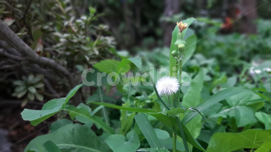 야생화,꽃,식물,녹색,wildflower,plant,green,식물,자연,plants,nature,꽃,flower
