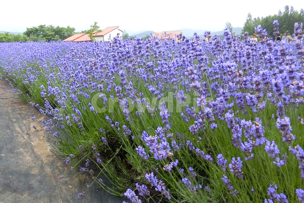 라벤더,라벤더밭,고성라벤더축제,lavender,보라색꽃