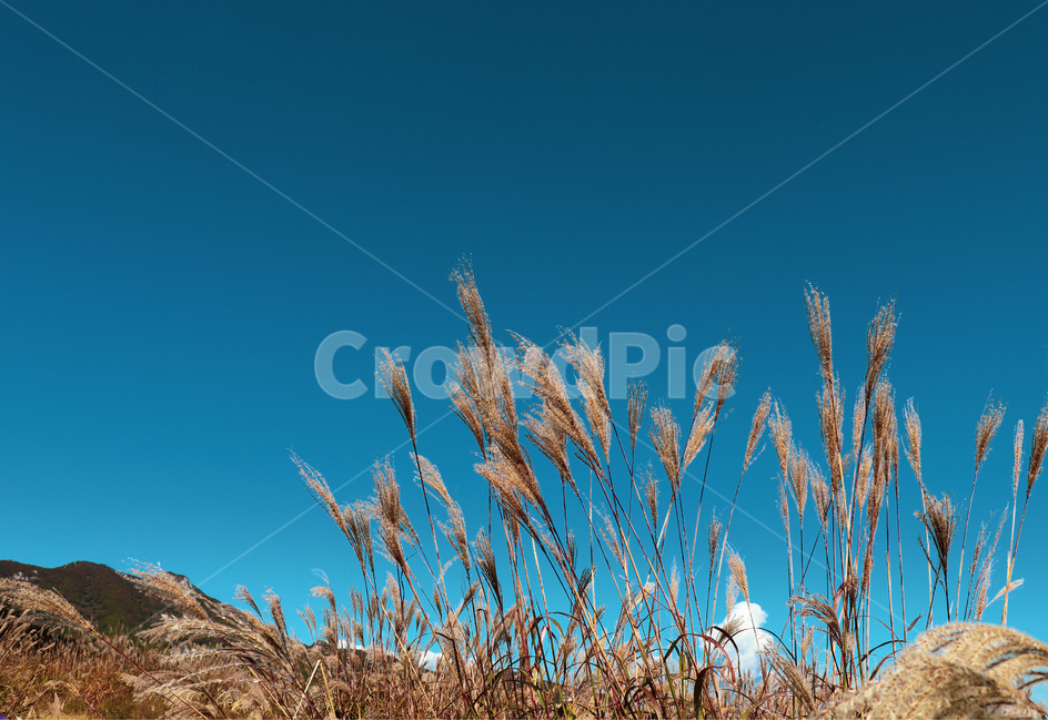 reed,갈대,grass,plant,식물,자연,하늘,nature,sky,blue