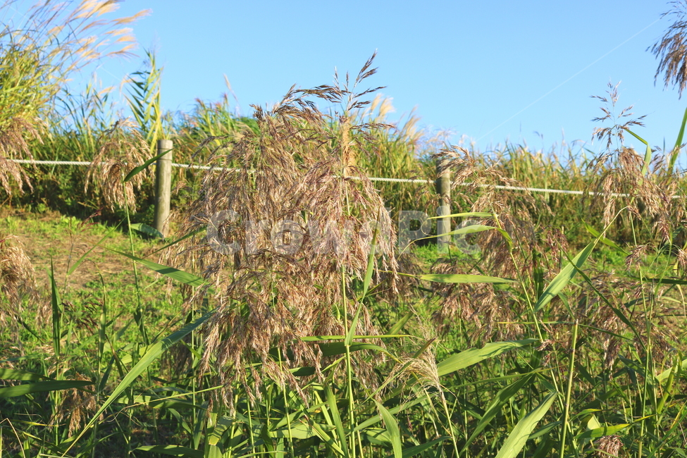 갈대,벼과,식물,자연,가을,가을,계절,fall,autumn,season,plant