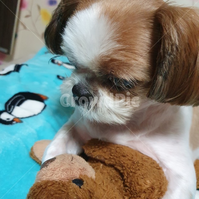 동물,pet,strap,animal,강아지,개,puppy,dog,시츄,shihtzu,개,강아지,dog,doggy