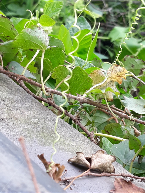 plant,식물,줄기,잎,leaf,식물,자연,plants,nature
