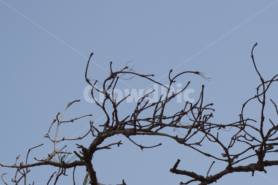 하늘,파란하늘,파란색,나뭇가지,마른나뭇가지,3월,식물,자연,plants,nature,나무,trees,wood
