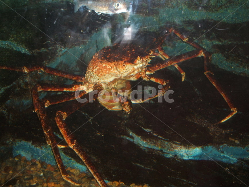 대게,snowcrab,게,crab,바다,sea