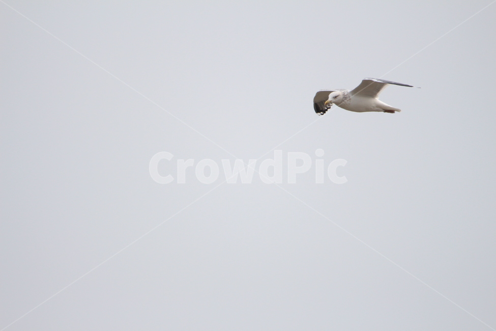 갈매기,재갈매기,하늘,새,조류,자연,동물,animal,조류,새,birds