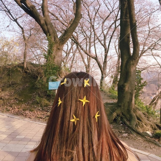 여자,개나리,뒷모습,사람,봄,공원,나무,사람,인물,인간,human,person,여성,여자,woman,female,lady