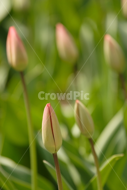 plant,꽃,tulip,튤립,flower,식물,blossom,꽃봉오리,봄,식물,자연,plants,nature