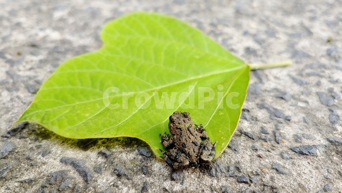 개구리,frog,babyfrog,nature,새끼개구리,작은개구리,leafandfrog