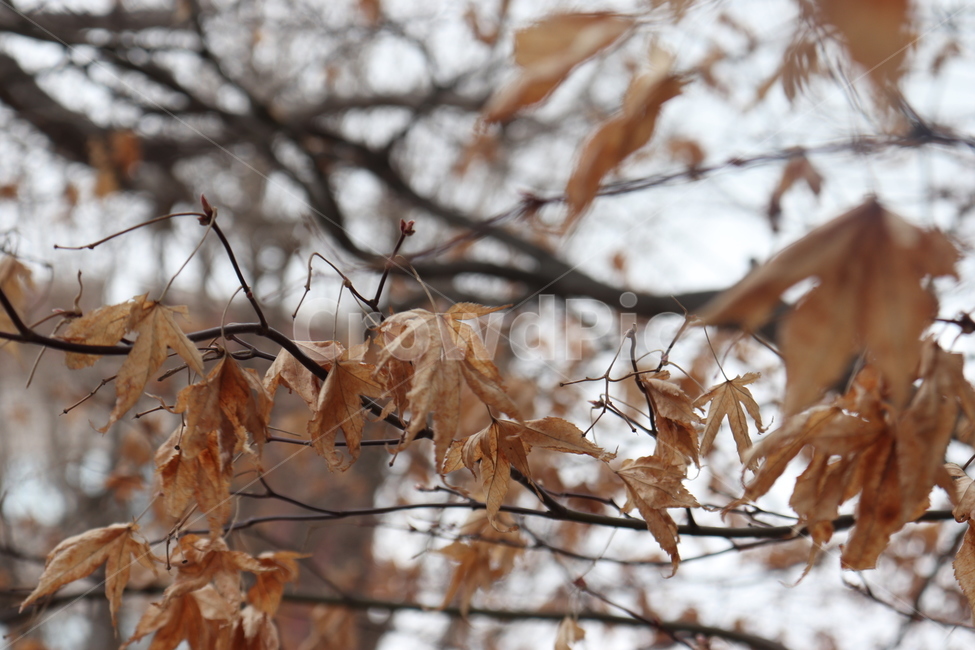 낙엽,갈색,쓸쓸함,가을,나뭇가지,leaves,brown,desolation,autumn,branch,가을,계절,fall,autumn,season,식물,자연,plants,nature,tree,나무,plant,leaf,잎