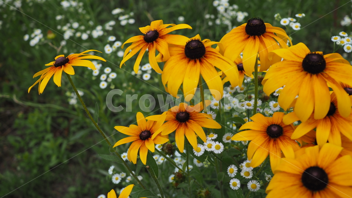 야생화,꽃,노란색,wildflower,flowers,yellow