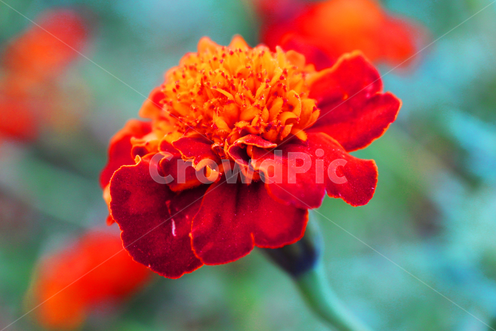 꽃,식물,화분,국화,flower,꽃잎,petal,pollen,geranium,plant,blossom,식물,자연,plants,nature,꽃,flower