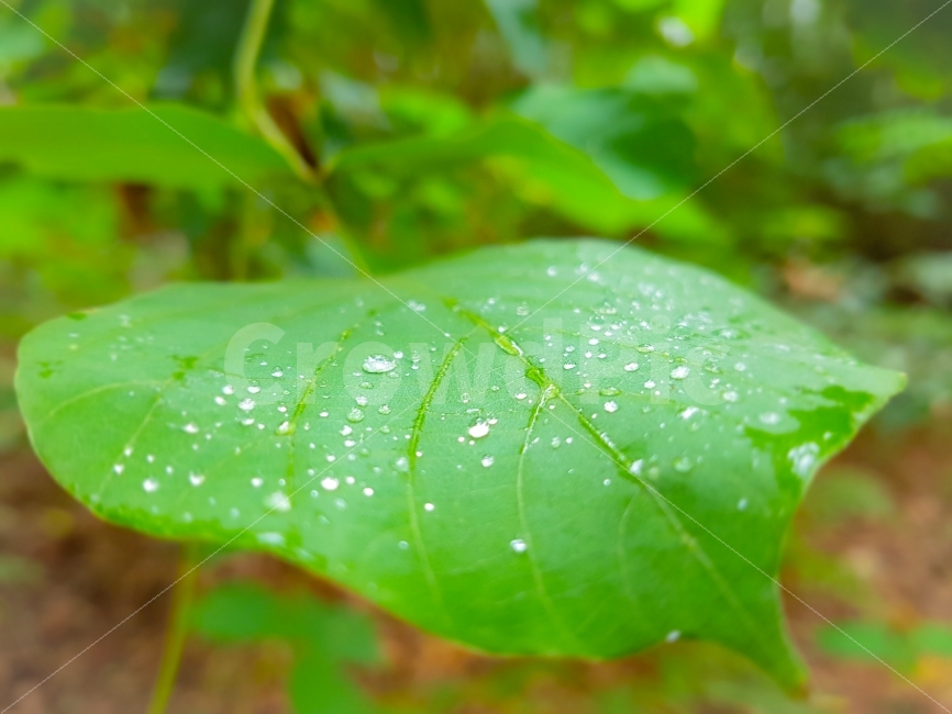 잎,물방울,이슬,비,초록,방울,식물,식물,자연,plants,nature