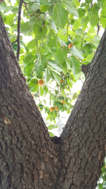 감,나무,감나무,과일,나뭇잎,식물,자연,plants,nature