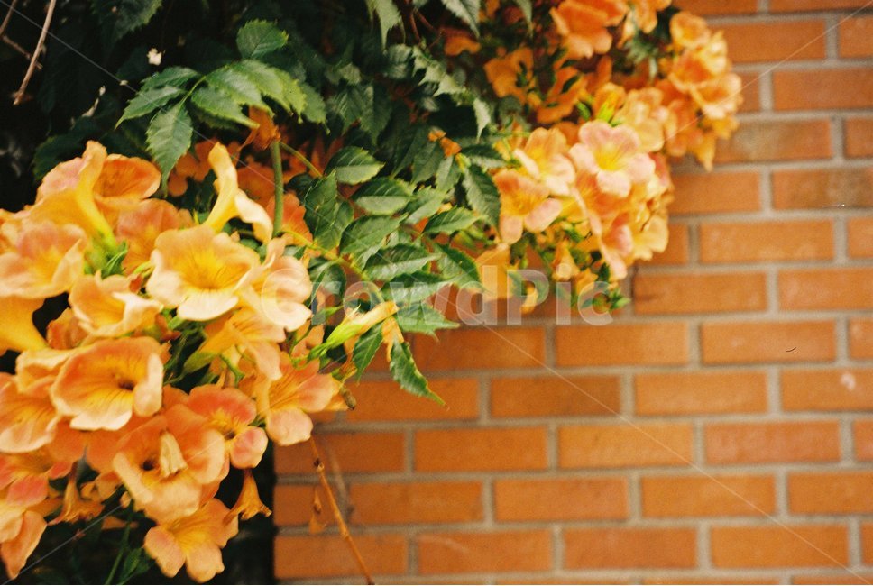 능소화,여름,봄,꽃,필름사진,감성사진,봄꽃,flower