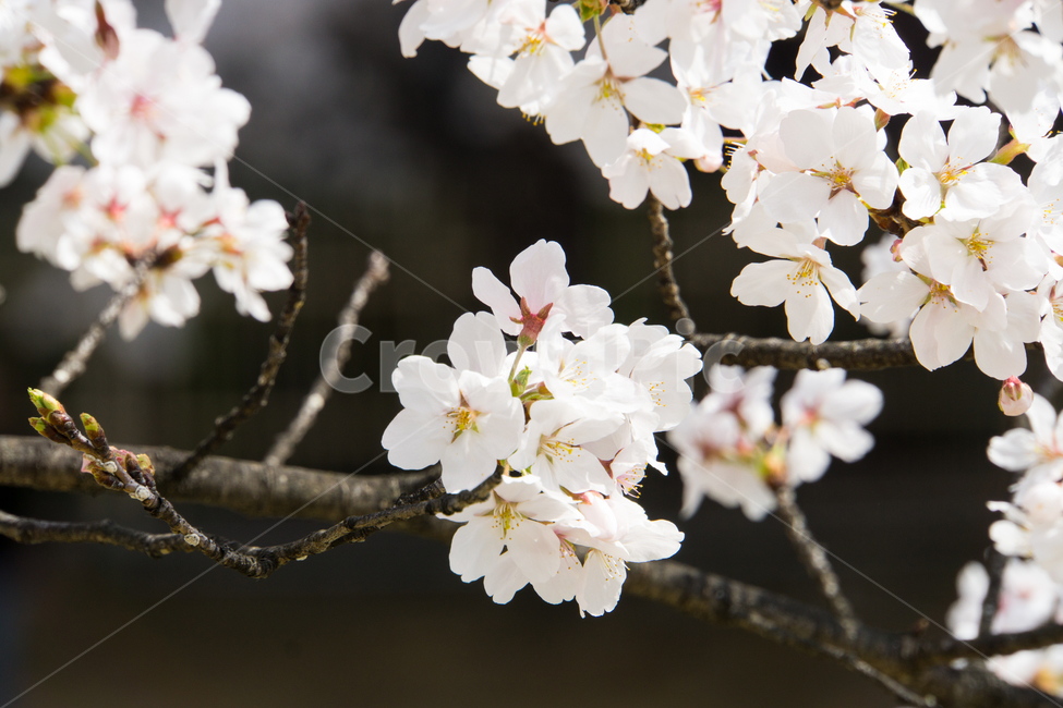 봄,벚꽃,식물,자연,나무,울산,무거천,근접촬영,봄,계절,spring,season,식물,자연,plants,nature,꽃,flower,plant