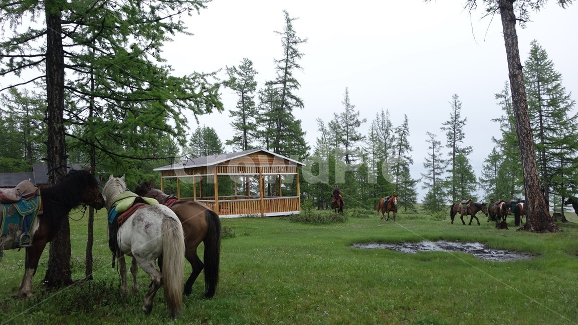 nature,자연,홉스굴,water,물,grass,말,horse,초원,몽골,몽고,MONGOLIA