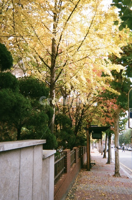 자연,필름카메라,버스정류장,가을,집앞,낙옆,은행나무,길거리,거리,거리에서