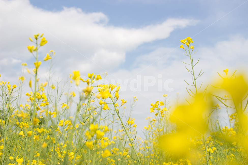 유채,유채꽃,봄꽃,꽃,노란꽃,풍경,자연,nature,식물,자연,plants,nature,꽃,flower