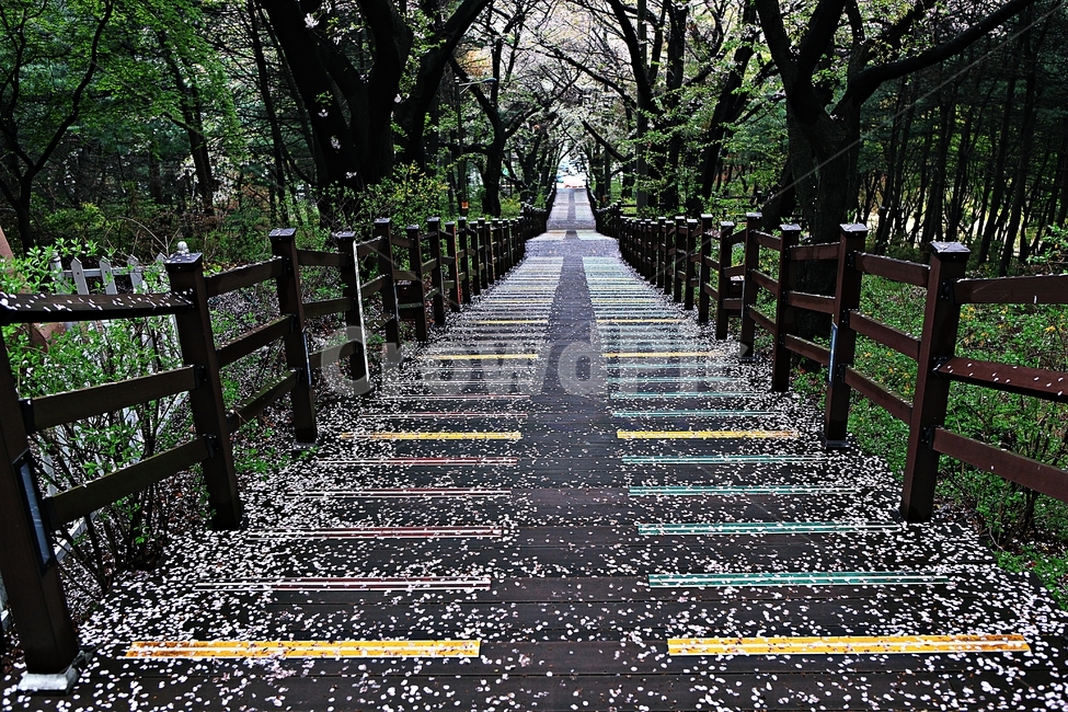 벗꽃길,길,산책로,꽃,곷잎,풍경,자연,배경,봄,계절,spring,season,자연,풍경,nature,landscape,꽃,flower