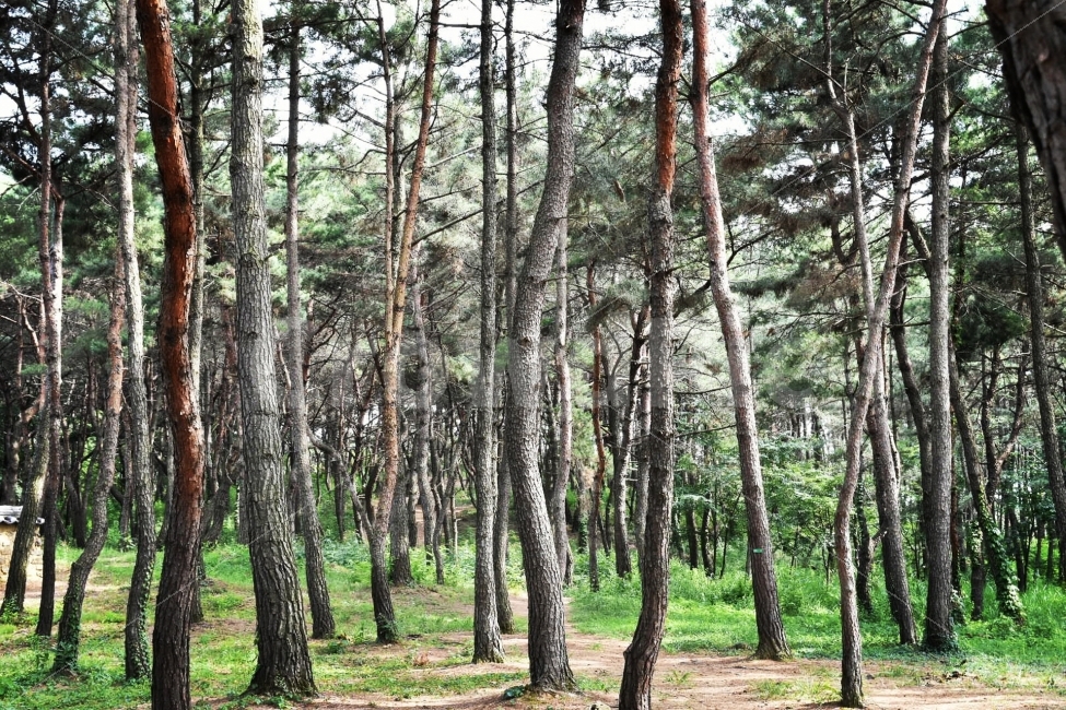 숲,나무,소나무,forest,wood,tree,자연,풍경,nature,landscape,한국자연풍경,한국자연경관,korea nature landscape,식물,plants,나무,trees,wood,plant,tree trunk,나무 줄기,vegetation,초목,outdoors,옥외,woodland,삼림지,land,땅