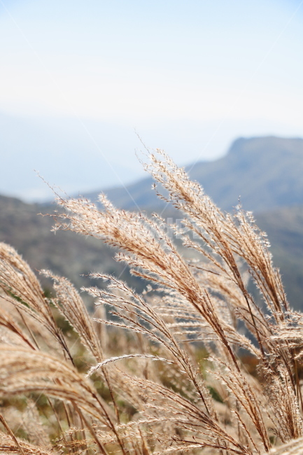 신불산,갈대,억새,갈대밭,억새밭,영남알프스,식물,가을,계절,fall,autumn,season,grass,잔디,plant,lawn