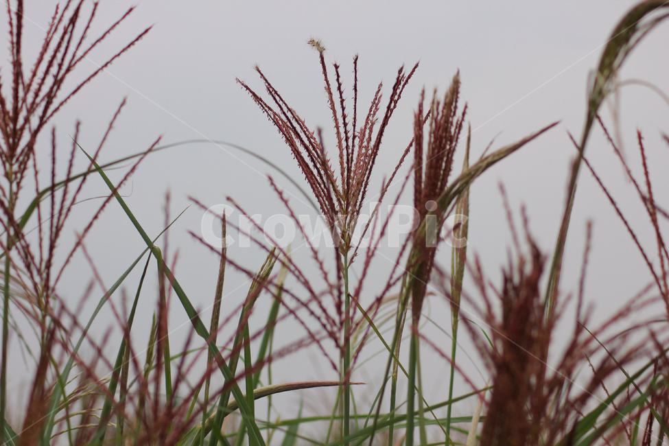 억새,상암하늘공원,plant,식물,하늘공원,상암