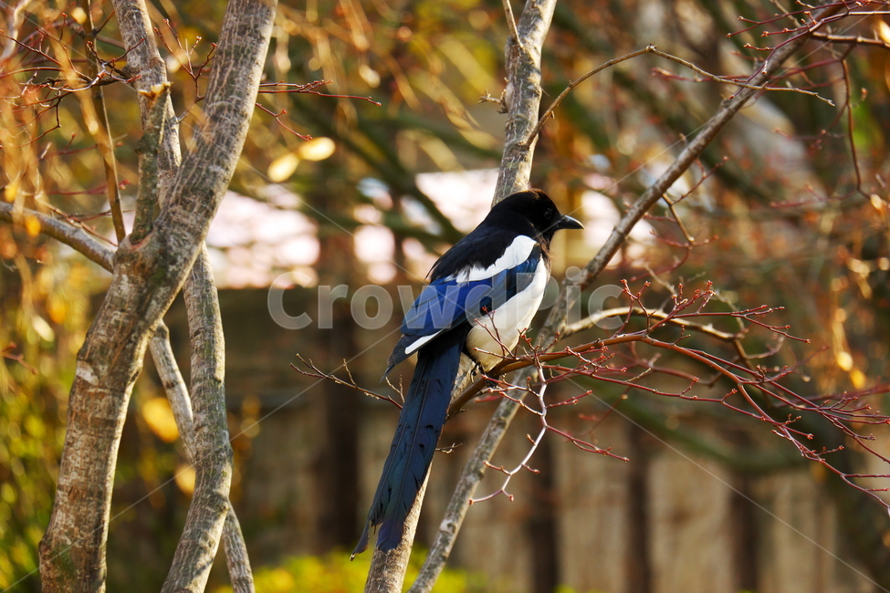 까치,공원,나무위,푸른날개,자유로움,동물,animal,조류,새,birds