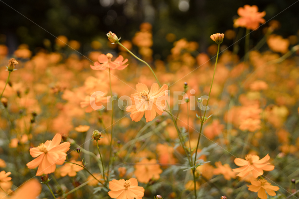 코스모스,황화코스모스,주황색,꽃,자연,풍경,가을,계절,fall,autumn,season,식물,자연,plants,nature,꽃,flower,plant,geranium,제라늄,blossom