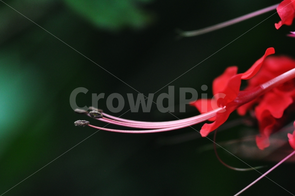 덴드롱,꽃,열대꽃,빨강,빨간꽃,수술,암술,식물,자연,plants,nature,꽃,flower