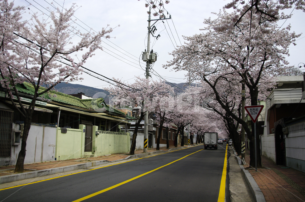 진해,벚꽃,나무,거리,봄,꽃,식물,봄,계절,spring,season,도시,풍경,city,landscape,한국도시풍경,한국도시경관,korea cityscape,plant