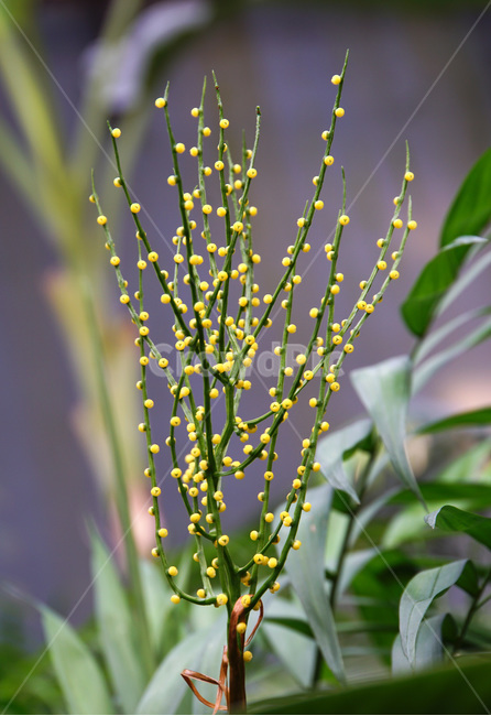 꽃,봄,노란꽃,알갱이,초록,식물,자연,plants,nature,꽃,flower
