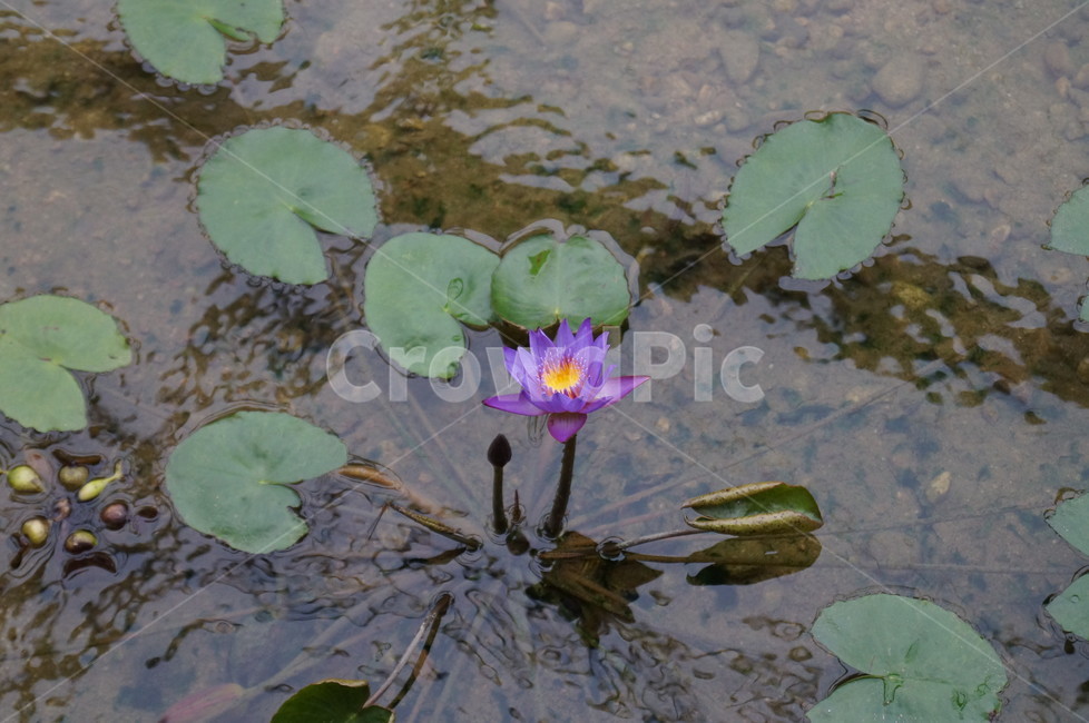 연꽃,꽃,접사,식물,수생식물,수련,식물,자연,plants,nature,꽃,flower