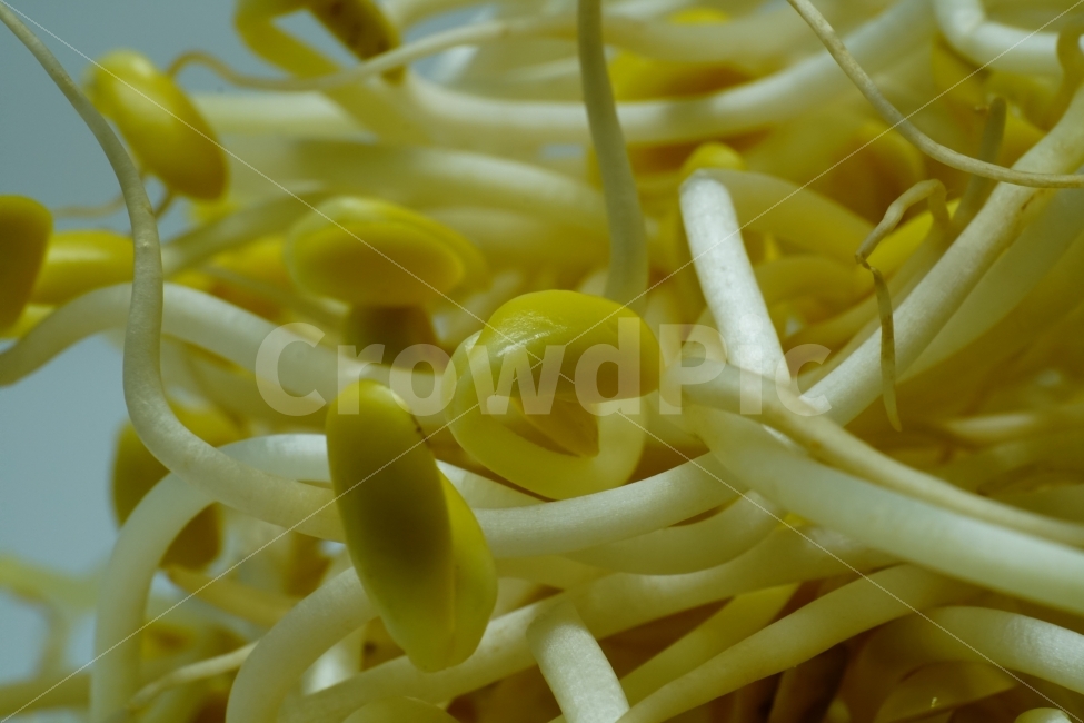 식재료,식자재,요리,cook,레시피,recipe,음식,반찬,food,meal,vegetable,야채,채소,오브젝트,사물,물건,object,컨셉,콘셉,concept,주방,부엌,요리사,주방장,신선한,신선하다,신선도,싱싱한,싱싱하다,맛,맛있는,맛있게,맛있다,일상,생활,eat,식품,식료품,식물,자연,자연식품,건강식품,접사,macro,콩나물,beansprouts,음식,식재료,요리,food,cook,meal,dishes,food reserves,채소,야채,vegetables