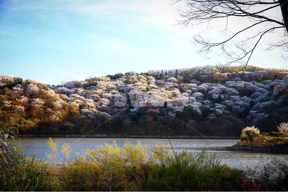 date,love,Cherry Blossom,Hoam Art Museum,cherryblossom,go out,river,Yongin,picnic