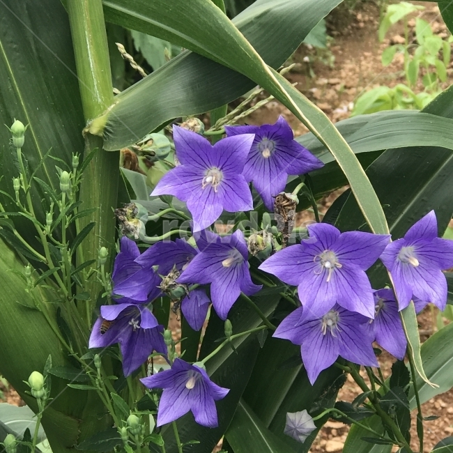 도라지,길경,도래,돌가지,도라지꽃,보라색꽃,초롱꽃과,여러해살이풀,Bellflower,Platycodon,Platycodongrandiflorum,관상용,식용,약용,식재,나물,사포닌,백약,경초,고경,한방약재,식물,꽃,Flower,식물,자연,plants,nature,꽃,flower