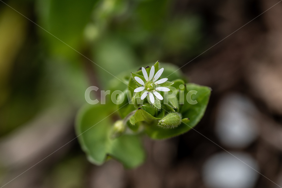 별꽃,봄잔디꽃,잔디꽃,봄,녹색,귀여운,식물,자연,plants,nature,꽃,flower