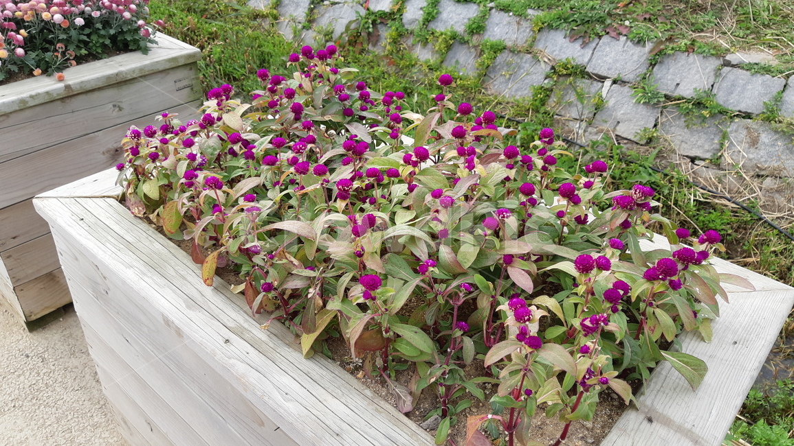식물,꽃,보라색,보라꽃,화분,자연,꽃송이,장식,식물,자연,plants,nature,꽃,flower