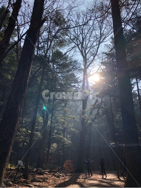 나무,숲,역광,햇빛,산