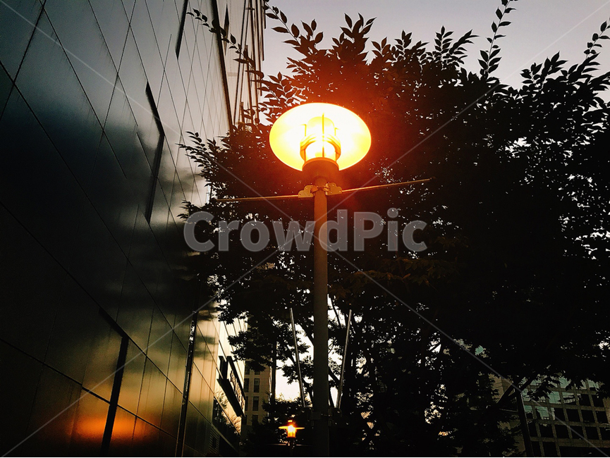 저녁,가로등,불빛,나무,tree,램프포스트,lamppost