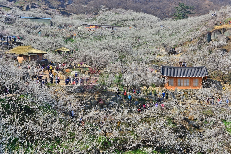 nature,자연,landscape,경치,outdoors,옥외,scenery,풍경,광양,다압,매화마을,섬진강,매화축제,청매실농원,청매원