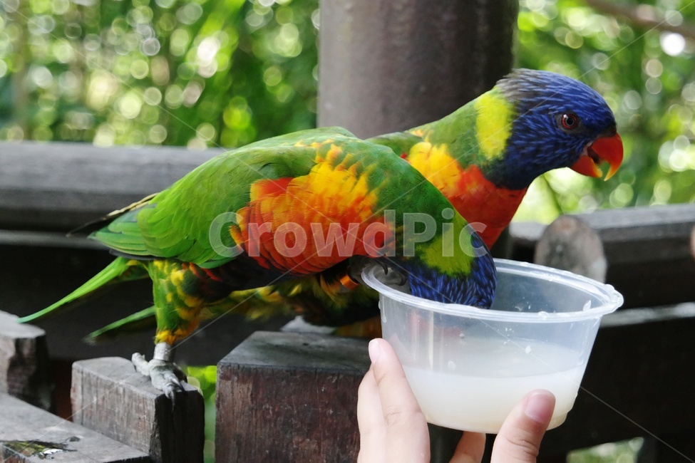 앵무새,동물,조류,동물원,자연,동물,animal,조류,새,birds
