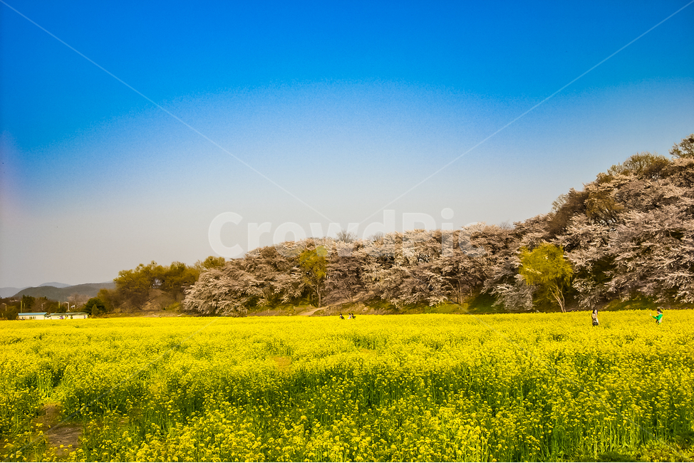 outdoors,grassland,목초지,들,nature,자연,유채꽃,벚꽃,꽃밭,봄,계절,spring,season,식물,자연,plants,nature,꽃,flower,field,옥외