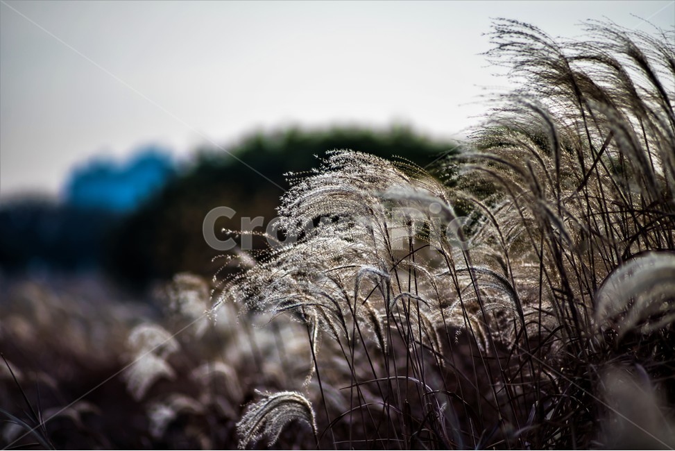 갈대,풍경,자연,풀,가을,가을,계절,fall,autumn,season,자연,풍경,nature,landscape,grass,잔디,plant,식물,lawn,reed