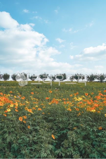 flower garden,Cosmos,grassland,farmland,flower,Anseong Farm Land,petal,field,outdoors,Autumn sensibility,plant,Farm,fall flowers,farm,garden,autumn,Emotion,meadow
