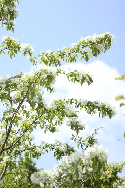 이팝나무꽃,흰색,봄,파랑하늘,맑음,식물,자연,plants,nature,꽃,flower,나무,trees,wood