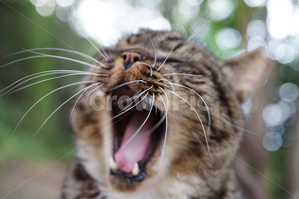 고양이,동물,포유류,길냥이,cat,animal,pet,동물,animal,포유류,mammal,고양이,cat,kitten,kitty