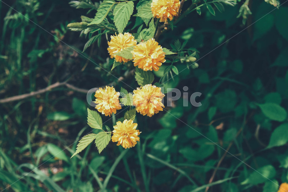 꽃,노란꽃,자연,봄,숲,풀,나무,yellow,flower,tree,spring,풍경,식물,자연,plants,nature,꽃,flower,감성,sensible,feeling,색깔,색상,색채,색감,color sense,color sensitivity,feeling of color