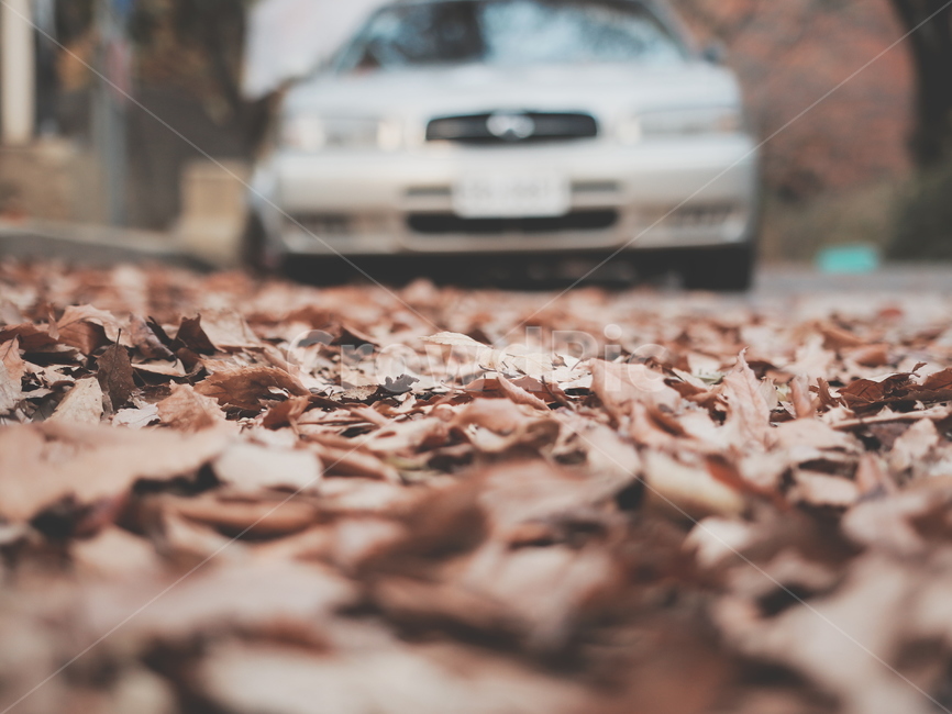 낙엽,가을,추억,기억,아련한,가을,계절,fall,autumn,season,transportation,교통,vehicle,차량,car,차,automobile,자동차,plant,식물