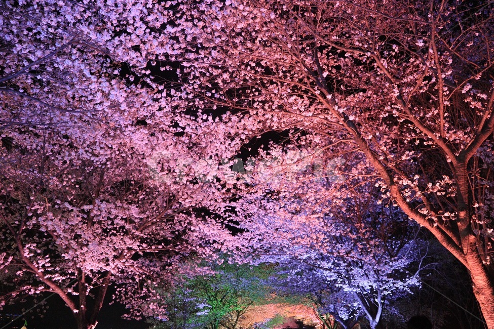 봄,벚꽃나무,벚꽃,밤야경,야경,자연,풍경,nature,landscape,야경,밤,nightscape,night,식물,plants,꽃,flower,나무,trees,wood,plant,blossom